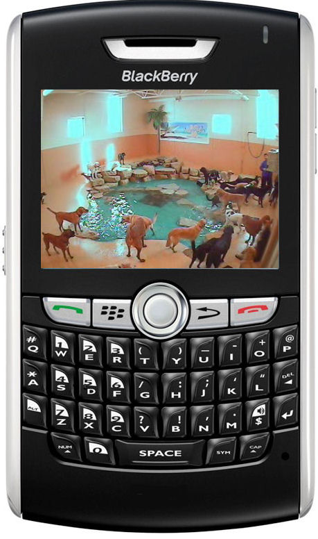Blackberry