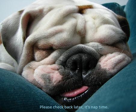 Online Doggy Webcams